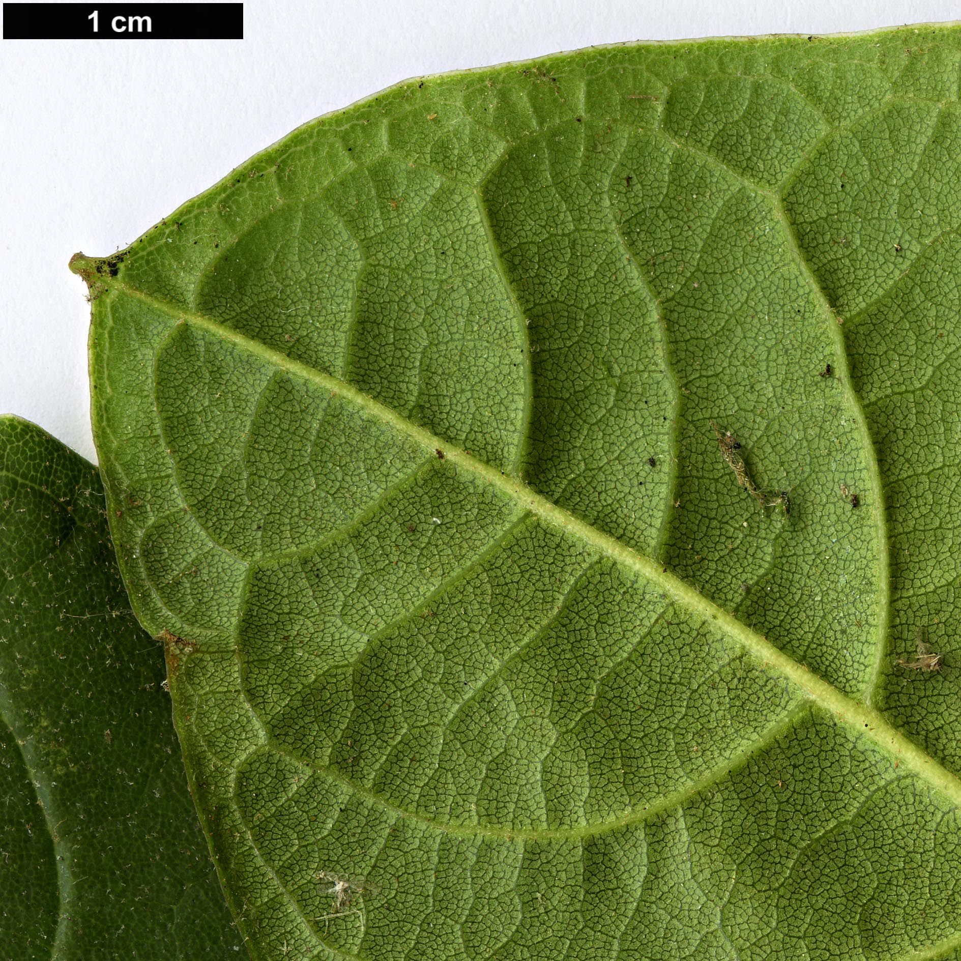 High resolution image: Family: Ericaceae - Genus: Rhododendron - Taxon: protistum